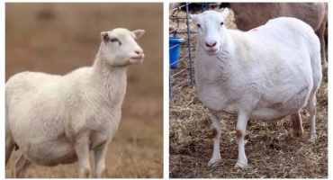 Kolik dní a měsíců chodí březí ovce a jak určit počet